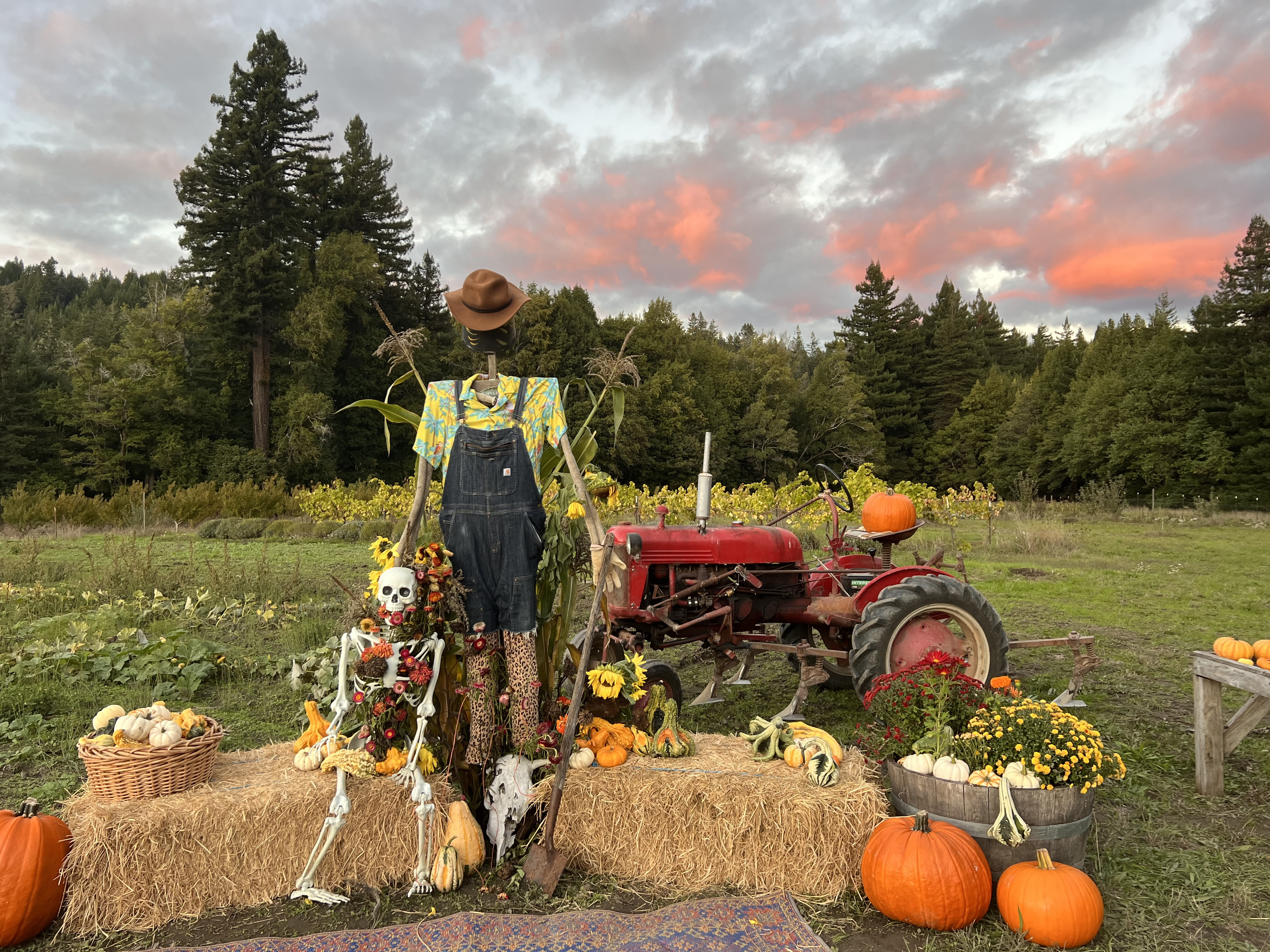 From the Fields: Farm to Table Dinner at Luna Farm