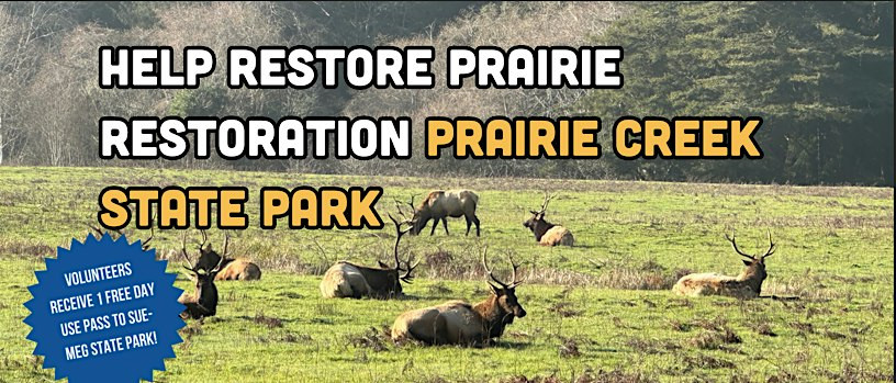 Help restore prairie at Prairie Creek State Park!