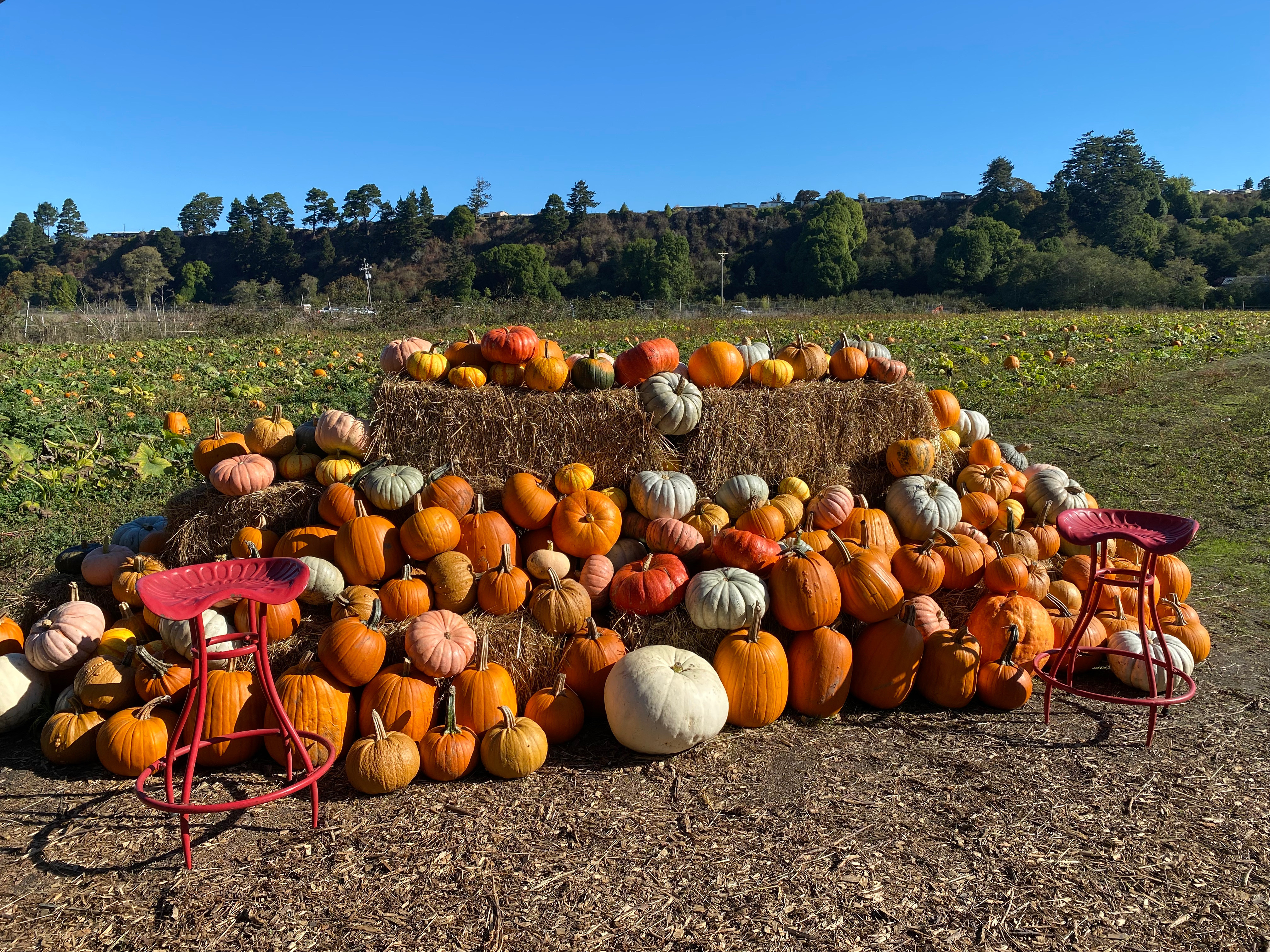 Fortuna Pumpkin Patch